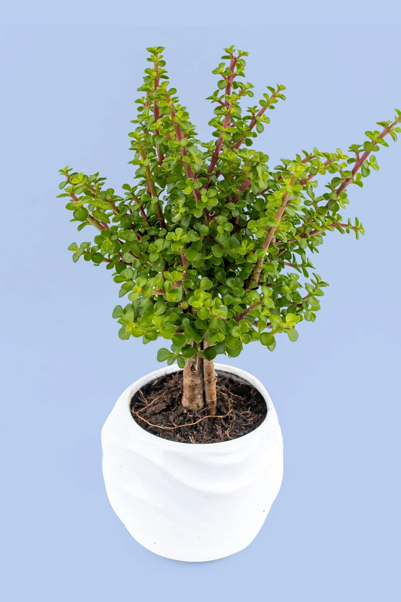 Enviar Plantas a Domicilio en Nuevo León